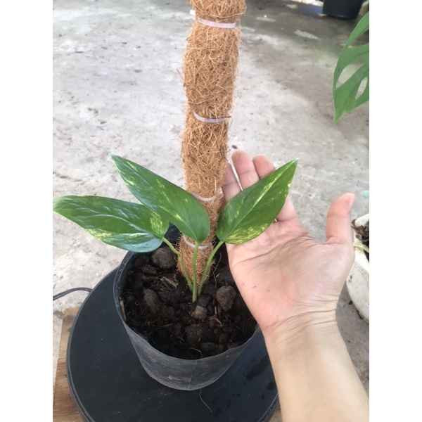 trầu bà  Epipremnum pinatum leo cột