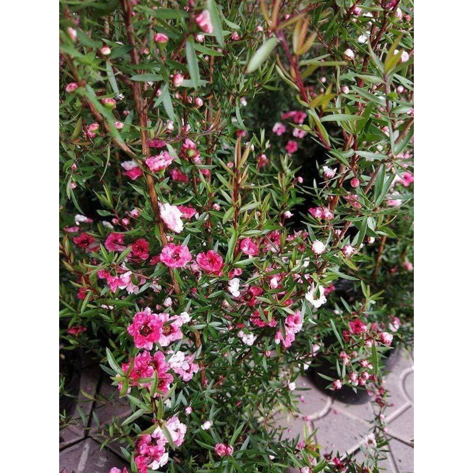 Cây hoa tùng tuyết mai đang nụ