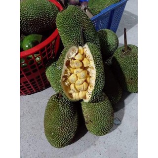 Cây giống Mít Tố Nữ