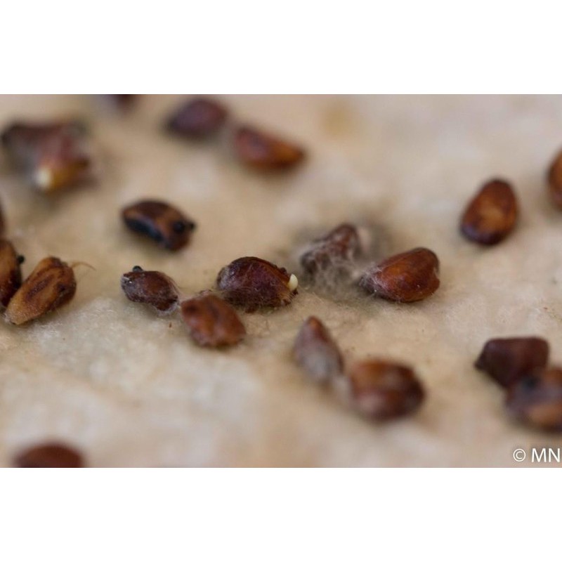 CHAI ATONIK KÍCH THÍCH SINH TRƯỞNG