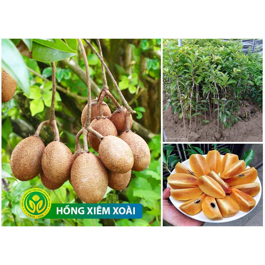 Cây giống hồng xiêm xoài loại quả hồng xiêm ngon nhất, cây giống khỏe, đã được thuần chủng, ít sâu bệnh, mau trái
