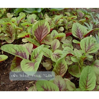 hạt giống rau Dền Tiều Sen Nông 50gr