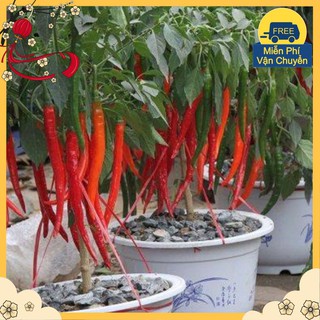 Hạt Giống Ớt Hàn Quốc