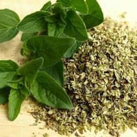 Hạt giống- Hạt giống Oregano thảo mộc Hy Lạp 20h