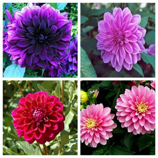 Cung Cấp Hạt Giống Hoa Thược Dược-DAHLIA Mix hạt đẹp