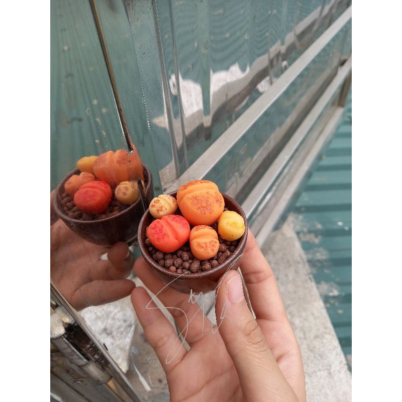 Sen đá đất sét đồng giá 59k