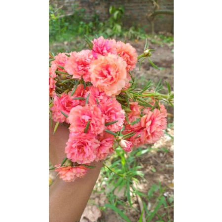 [ Siêu Rẻ ] 1Kg Hoa Mười Giờ Thái Mix Màu ( Cành mẫm sai hoa )