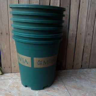 Combo 15 chậu  cỡ số 3