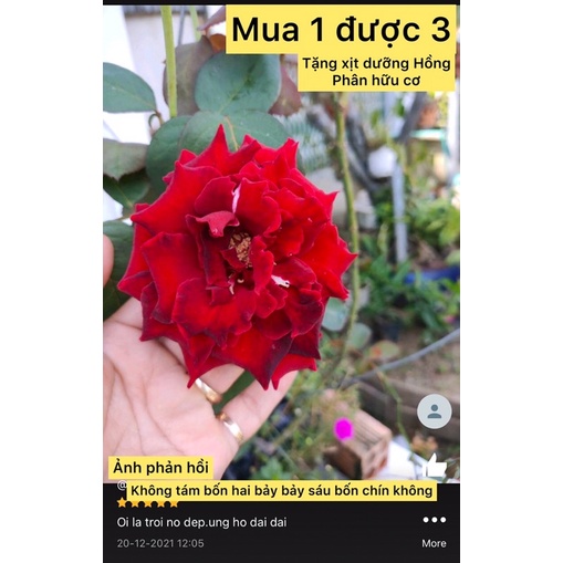 Caykiengsadec Hồng teza siêu nụ màu đỏ+ tặng phân bón-hoa kiểng lá-trang trí nội thất cảnh quan sân vườn ngoài trời