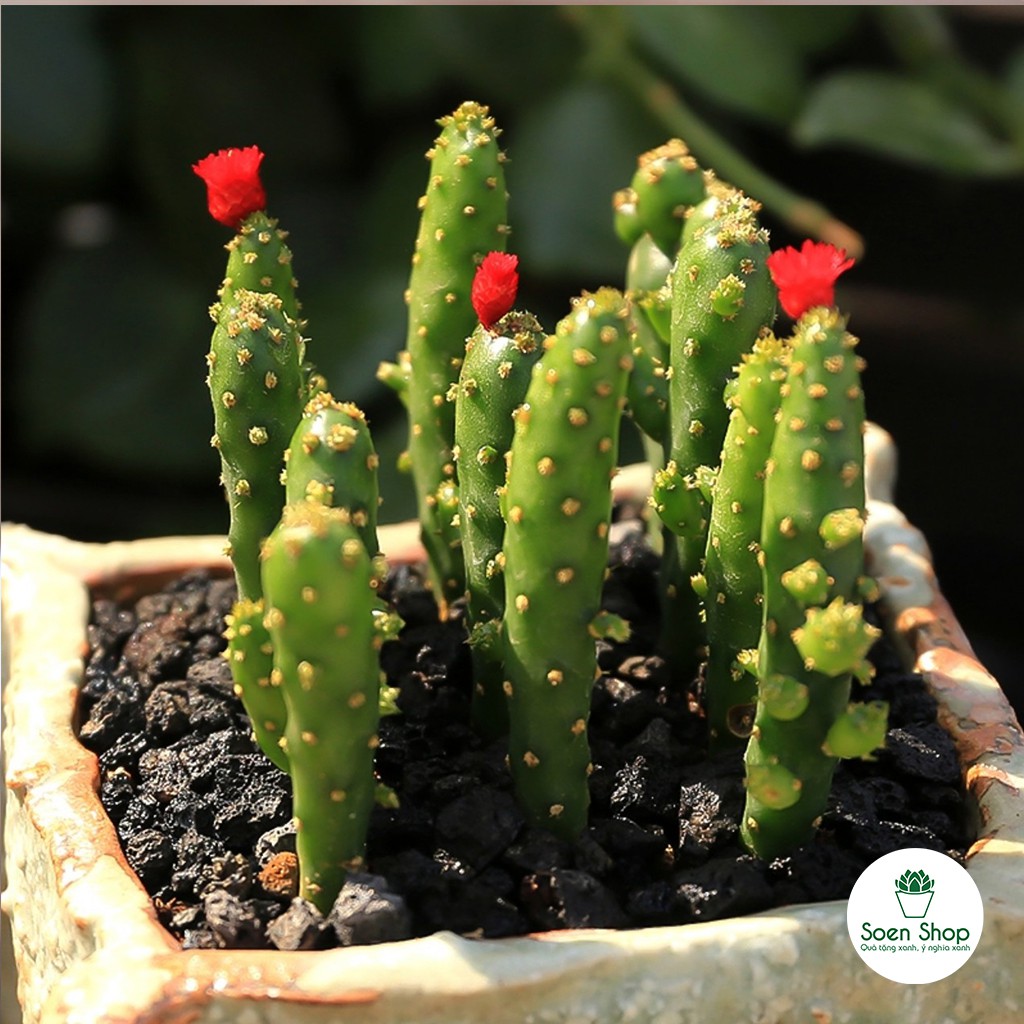 Xương rồng Cẩm thạch - Succulent plant - Xương rồng kem đánh răng