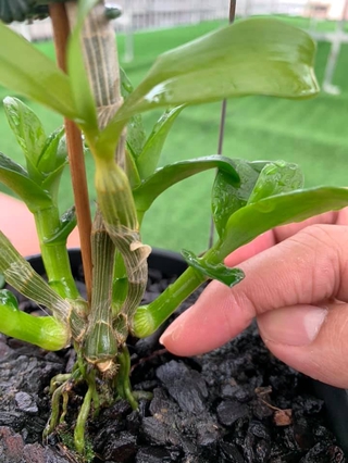 Chậu  Lan Phi điệp 5 CÁNH TRẮNG HỒNG GIA LAI dòng mô hoa siêu siêu đẹp giá rẻ