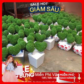 Hạt giống cỏ may mắn - 100 hạt / gói