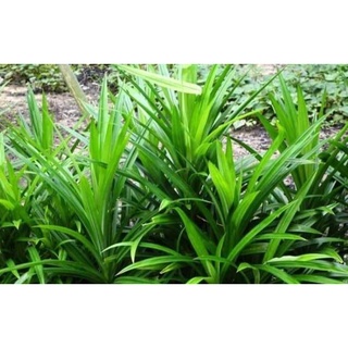 Lá dứa tươi, lá nếp thơm (500g; 1KG; sỉ lẻ)