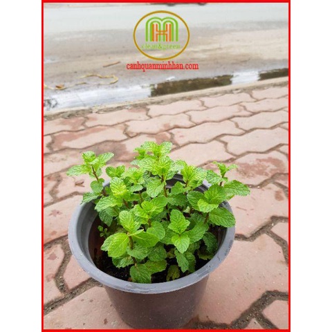 ĐỒNG GIÁ cây giống các loại rau thơm