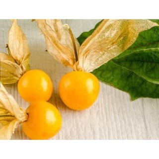 Hạt Giống Trái Thù Lù Nam Mỹ - Gói 7 hạt