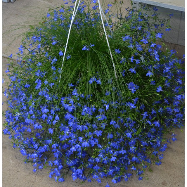 Hạt Giống Hoa Lobelia Mix 100 Hạt