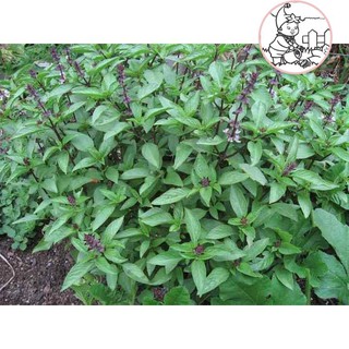 HẠT RAU HÚNG QUẾ RAU QUẾ - GÓI 5 GRAM