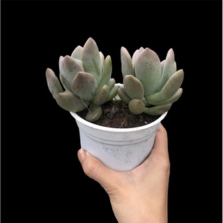 SEN ĐÁ SỎI HỒNG LÁ DÀI