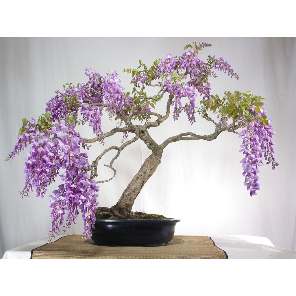 Cây hoa tử đằng thân gỗ, tạo dáng bonsai cực đẹp, hoa đẹp siêu sai hoa, giá rẻ