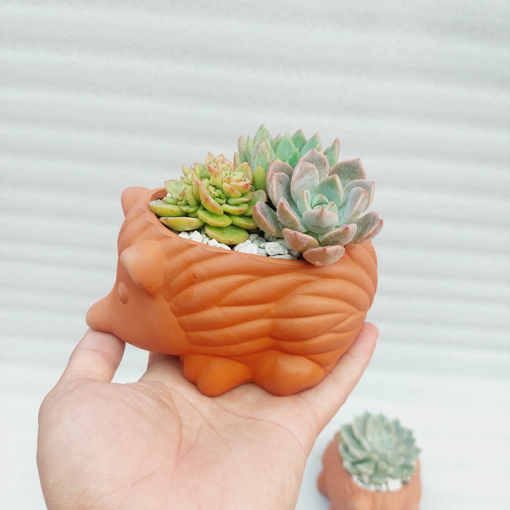 Chậu đất nung, Chậu sen đá - Nhím con, miệng chậu 8cm đến 9cm, chiều cao 7cm