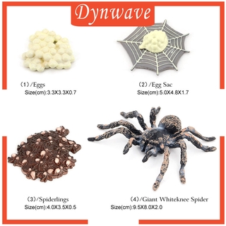 [DYNWAVE] Nature Insects Life Cycles Growth Model Giant Whiteknee Spider