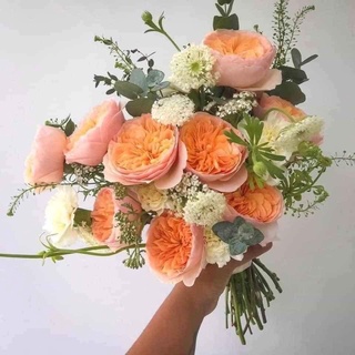 Hoa hồng tezza cam cá hồi siêu nụ