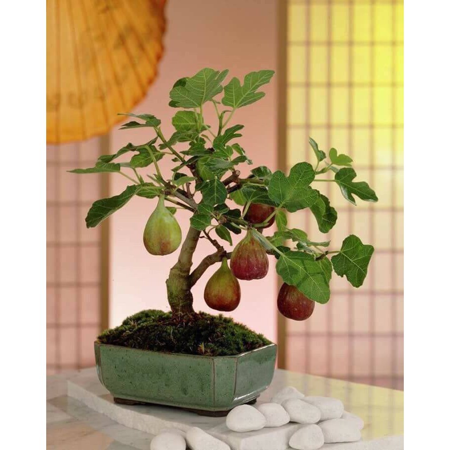 Hạt giống Sung Mỹ Lùn - Sung mỹ bonsai F1