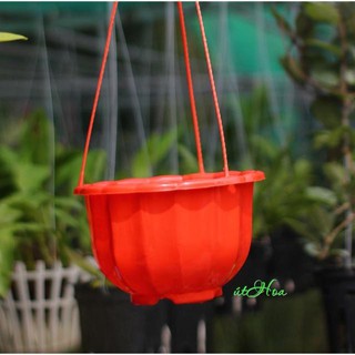 Chậu treo bông bí đủ màu
