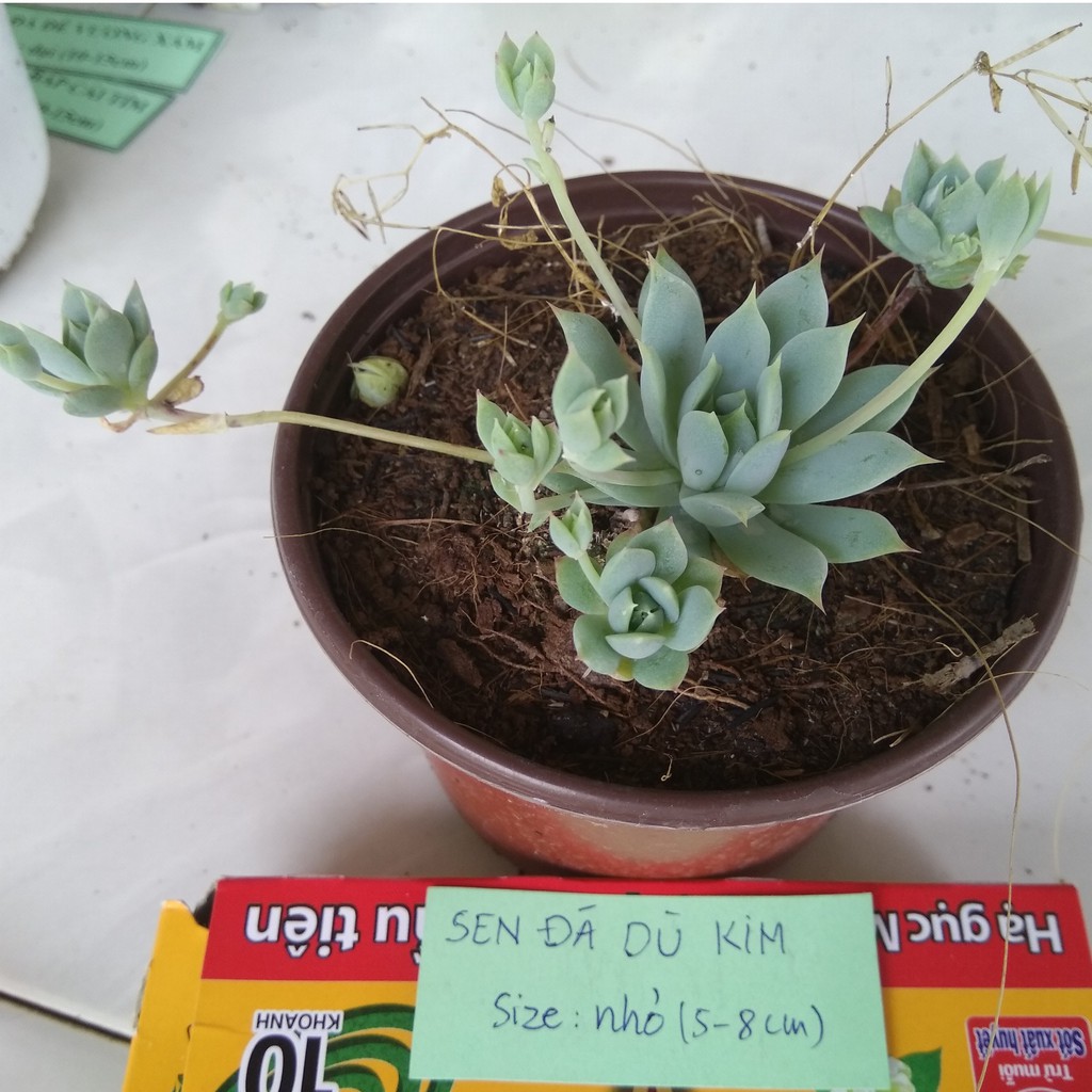 Sen đá dù kim - size nhỏ (5-8cm)