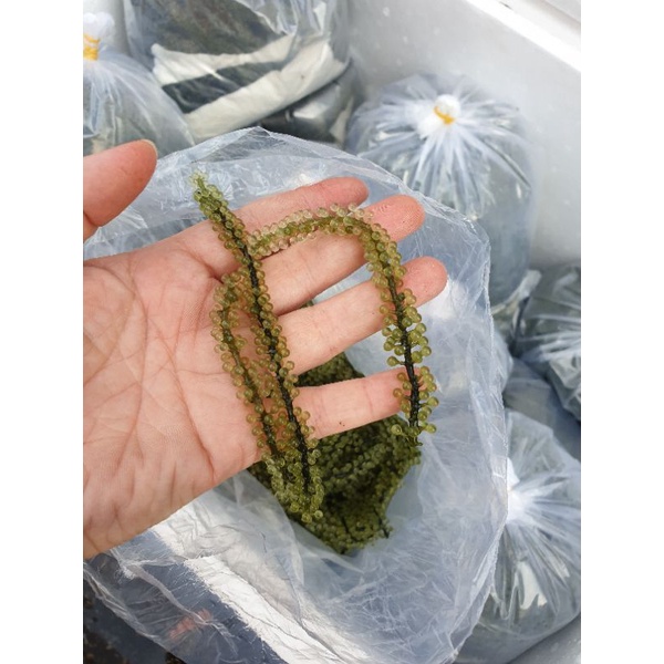 RONG NHO TƯƠI SÀI GÒN túi 500GR-ship hỏa tốc