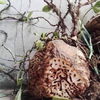 Bí kỳ nam khô (củ kiến)