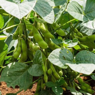 HẠT GIỐNG ĐẬU NÀNH RAU TAKI