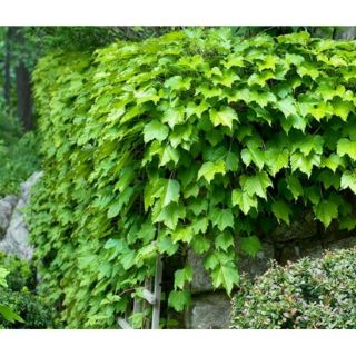 Hạt Giống Dây Thường Xuân (5-10 Hạt) CHÍNH HÃNG