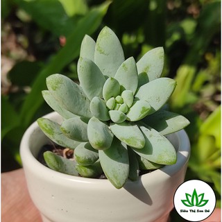 Sen Đá Chuỗi Ngọc Đứng Đà Lạt Đã Thuần Khí Hậu Size Bầu Đường Kính 4-6cm