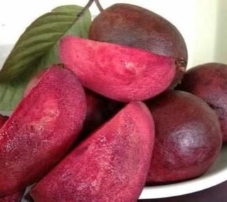 Cây ổi đỏ đỏ giống