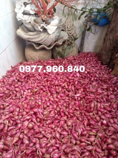 1kg hành tím lý sơn loại 1