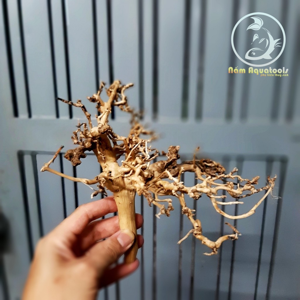 Lũa Kim Tuyến dáng Bonsai Mini | Dùng làm Bonsai - Tiểu Cảnh Sen Đá hoặc Ghép Layout Bể Cá Thuỷ Sinh