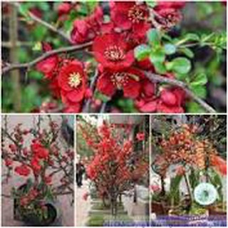 Hạt giống hoa Hoa Mai Đỏ dễ trồng