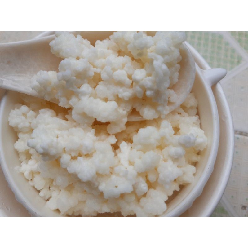 Nấm sữa kefir milk
