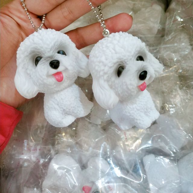 Chó poodle trắng