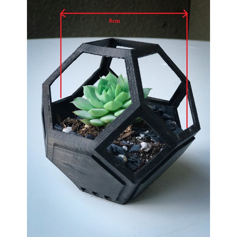 Chậu cây sen đá