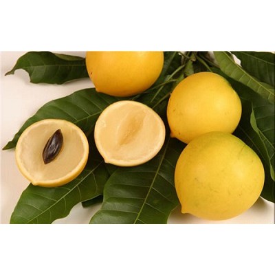 Cây vú sữa hoàng kim