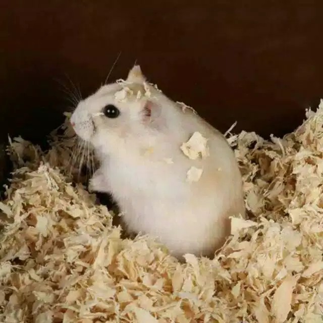 Chuột Hamster / Nhím Chất Lượng Cao