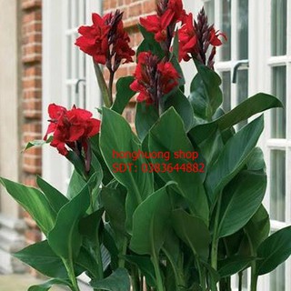 Hạt giống hoa chuối cảnh nhiều màu