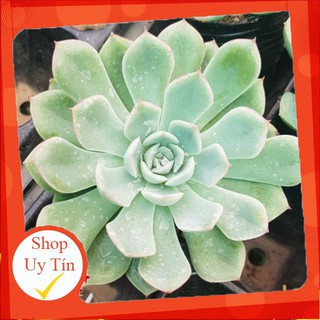 sen đá sen trắng🍏 |FREESHIP| 🔥 XỨ NÓNG, ĐÃ THUẦN KHÍ HẬU, KHOẺ ĐẸP 🍏 LỖI 1 ĐỔI 1