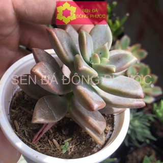 SEN ĐÁ ĐÁ NÂU SIZE BẦU - Sen Đá xương rồng cây phong thuỷ văn phòng đẹp