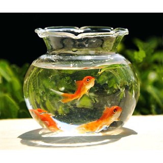 Bể cá thủy tinh hồ cá chậu cây miệng bèo - b3 10cm x 12cm