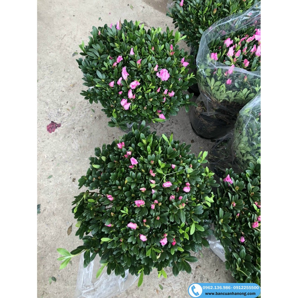 Combo cây Hoa Đỗ Quyên II Hoa Đỗ Quyên Ngày Tết
