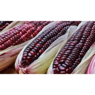 Hạt giống    Bắp tím (50g)