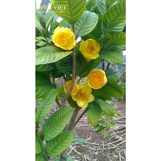 combo 05 cây giống HOA HẢI ĐƯỜNG- Hoa siêu to, siêu đẹp, siêu rẻ - Hoa màu vàng rực rỡ - gửi đi nguyên bầu